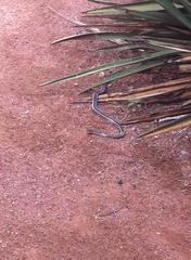 Masticophis taeniatus taeniatus