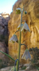 Fritillaria persica
