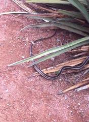 Masticophis taeniatus taeniatus