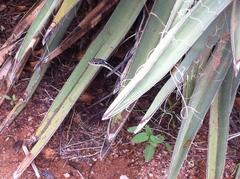 Masticophis taeniatus taeniatus