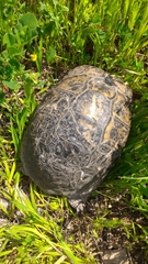 Testudo graeca terrestris