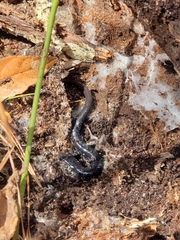 Plethodon chlorobryonis