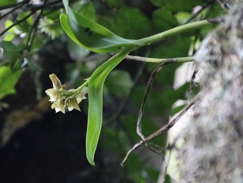 Image of Polystachya transvaalensis by (c) Tony Rebelo, some rights reserved (CC BY-SA)