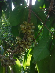 Syzygium malaccense