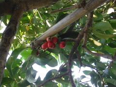 Syzygium malaccense