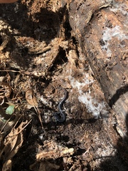 Plethodon chlorobryonis