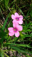 Linum pubescens