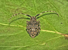 Mesosa curculionoides