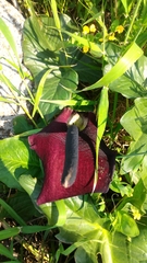 Arum palaestinum