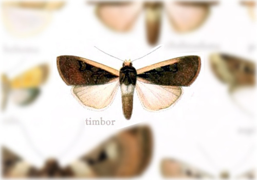 Dichagyris timbor (Noctuidae of the United States - Pt.4) · iNaturalist
