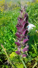 Acanthus syriacus