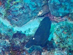 Cantherhines pardalis