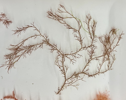 Ceramium rubrum observed 2023-10-29