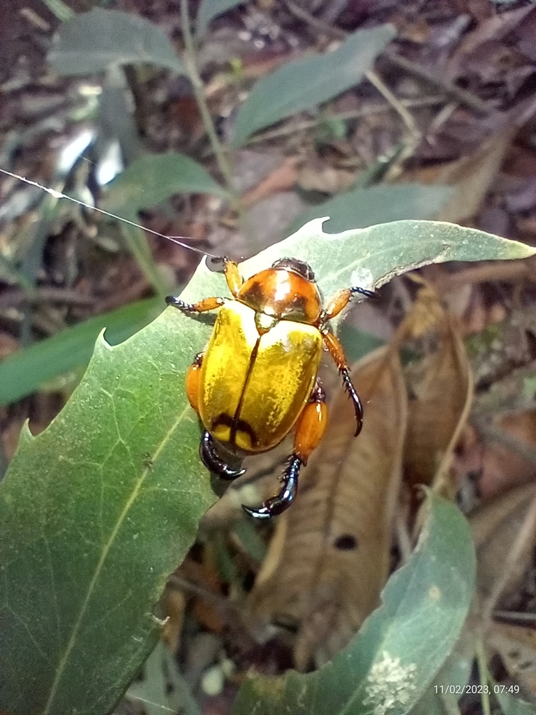Pelidnota tibialis