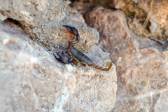Euscorpius tauricus