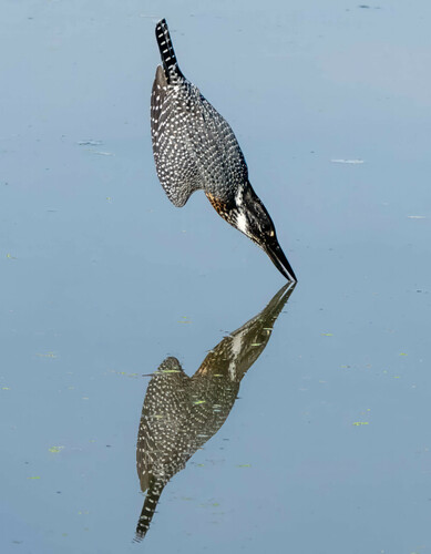 Giant Kingfisher