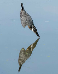 Giant Kingfisher photo 2