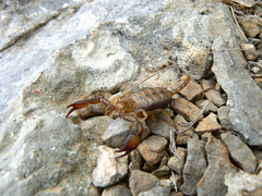 Euscorpius tauricus