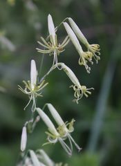 Silene chlorantha