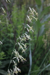 Silene chlorantha