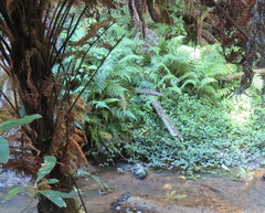 Deparia petersenii