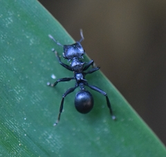 Cephalotes atratus