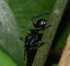 Cephalotes atratus