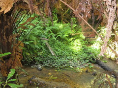 Deparia petersenii