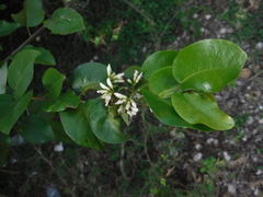 Dalbergia brownei