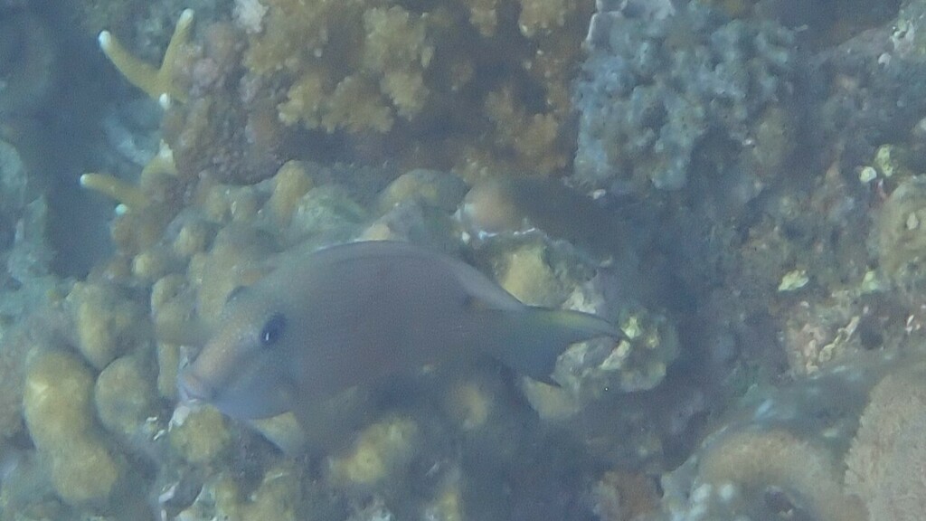 Twospot surgeonfish
