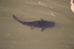 Steindachneridion melanodermatum