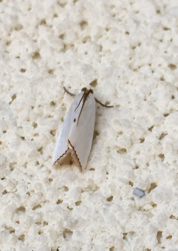 Snowy Urola Moth photo 5