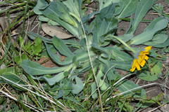 Amblyolepis setigera