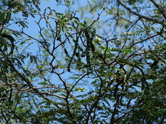 Chloroleucon mangense