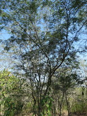 Chloroleucon mangense