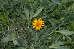 Amblyolepis setigera