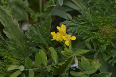 Physaria gracilis