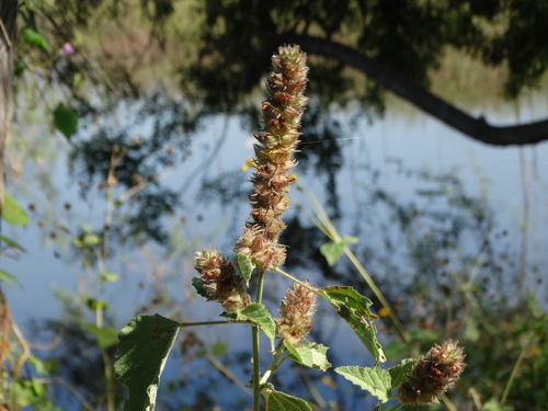 Malvastrum americanum