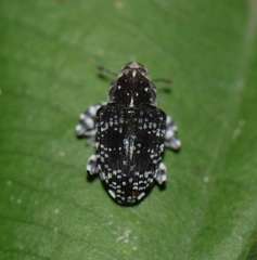 Peridinetus irroratus