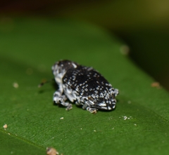 Peridinetus irroratus