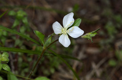 Oenothera kunthiana