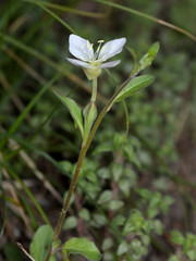 Oenothera kunthiana