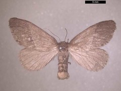 Monoleuca longifascia