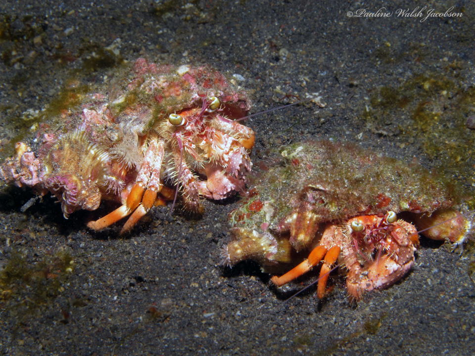 Anemone hermit crab