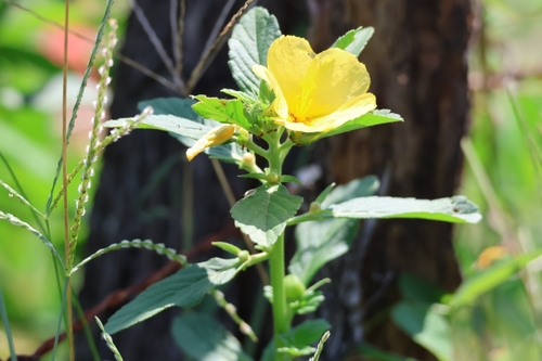 Yellow alder (Turnera ulmifolia)