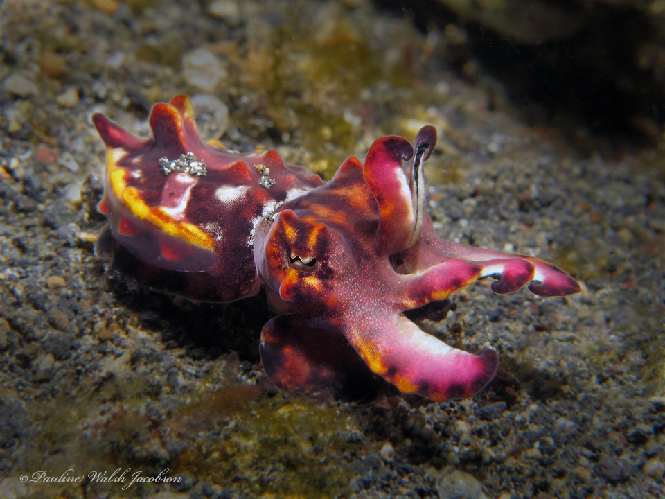 Flamboyant Cuttlefish