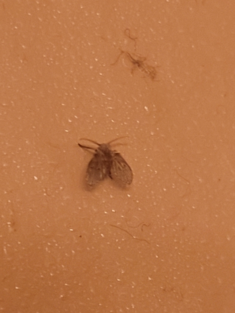 Bathroom Moth Fly from Rosemont Square, Rosemont, CA 95826, USA on ...