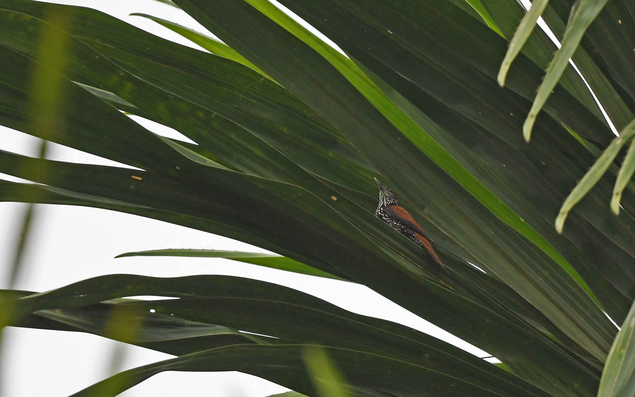 Point-tailed Palmcreeper (Berlepschia rikeri), photo 7