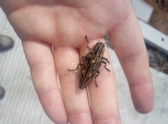 Chalcophora japonica