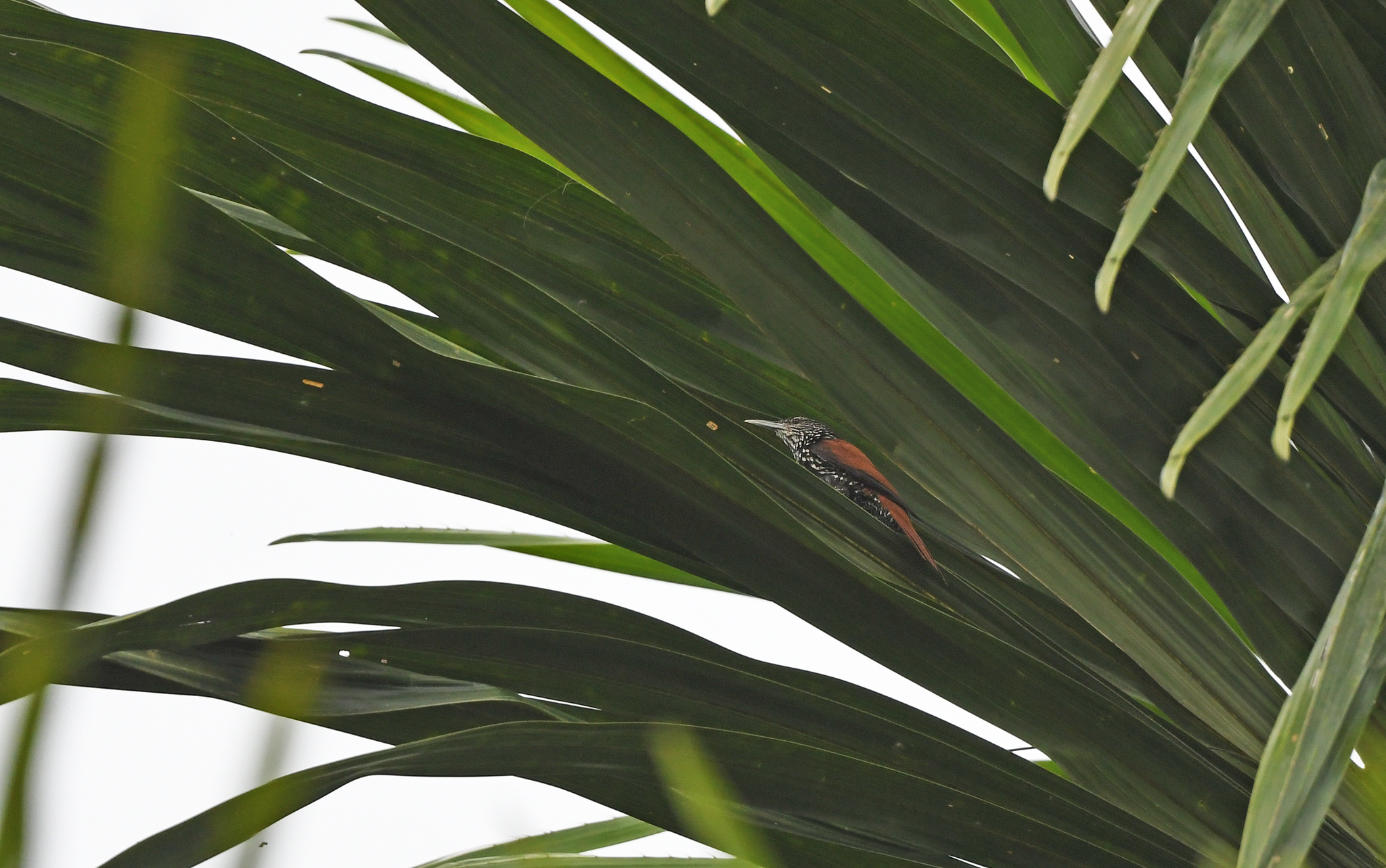 Point-tailed Palmcreeper (Berlepschia rikeri), photo 8
